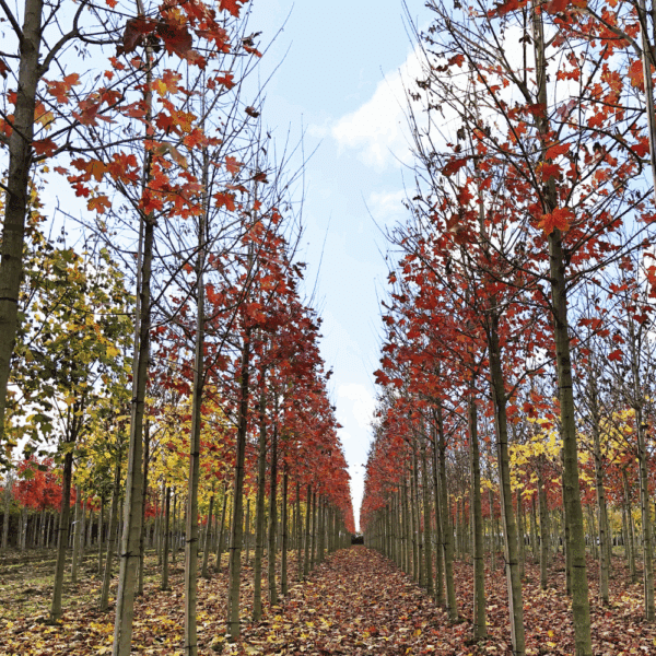 ACER NORWEGIAN SUNSET® Keithsform – Image 2