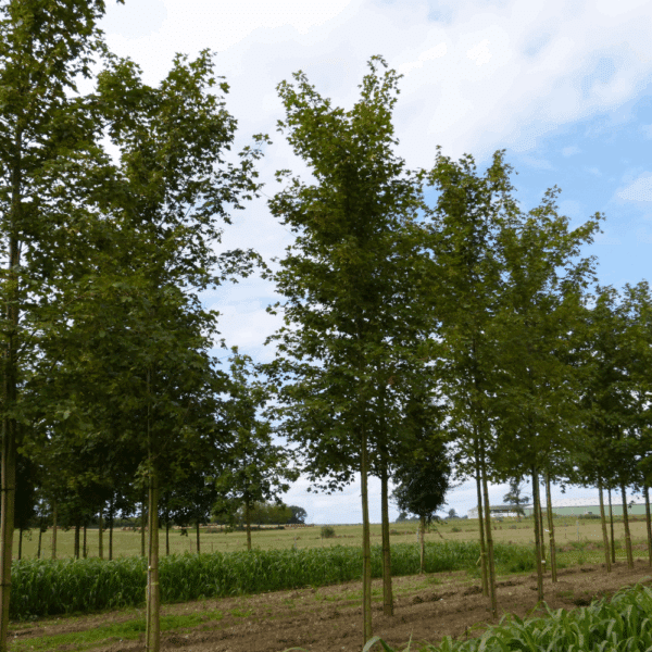 ACER PACIFIC SUNSET® Warrenred – Image 7