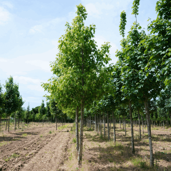 ACER negundo – Image 4