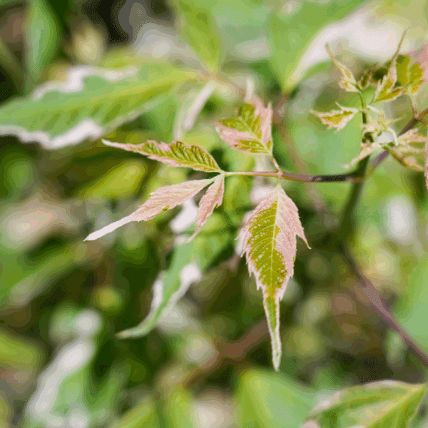 ACER negundo 'Flamingo' – Image 2