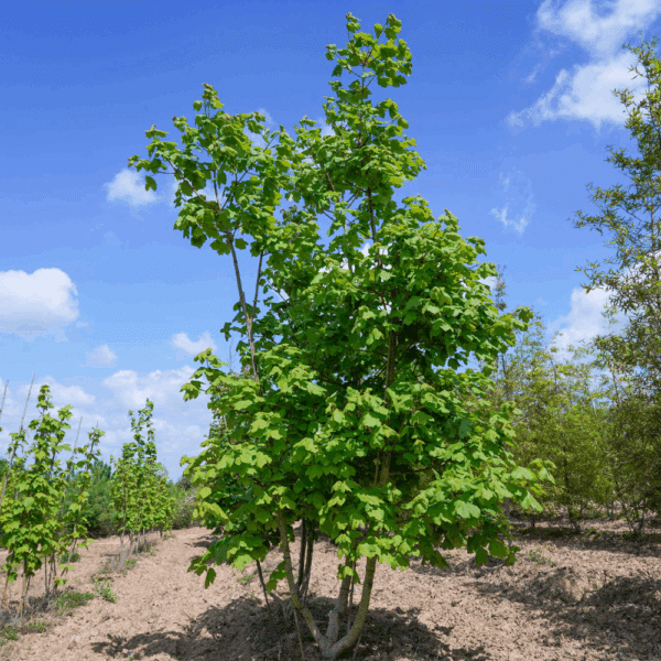 ACER opalus – Image 5