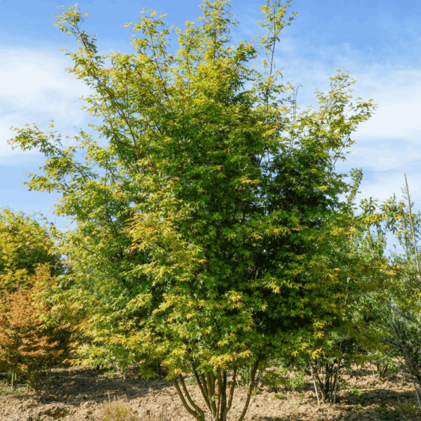 ACER palmatum – Image 3