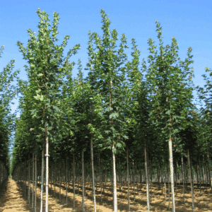 ACER platanoides 'Emerald Queen'