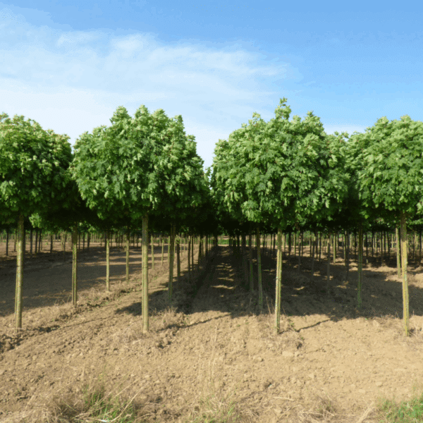ACER platanoides 'Globosum' – Image 7