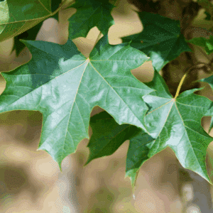 ACER platanoides Mauritz Upright®
