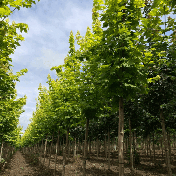 ACER platanoides PRINCETON GOLD® 'Prigo' – Image 3