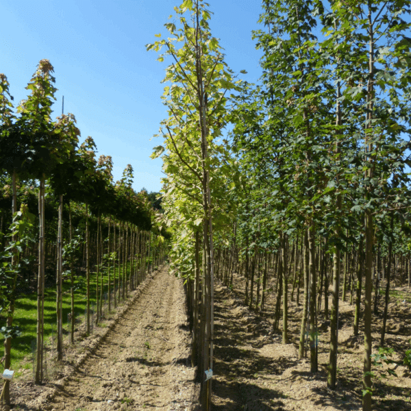 ACER pseudoplatanus 'Leopoldii' – Image 4