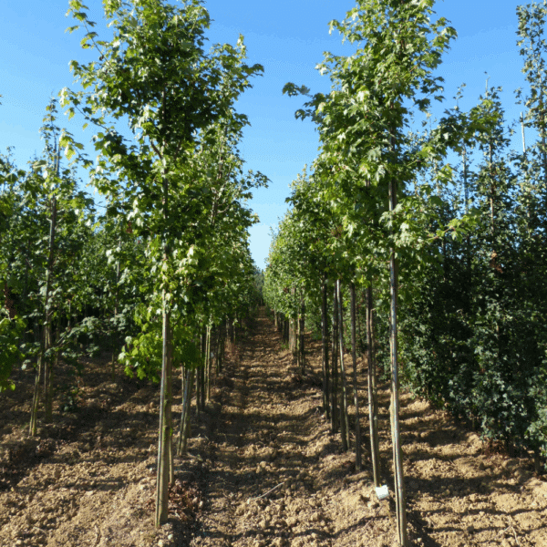 ACER rubrum 'October Glory' – Image 6