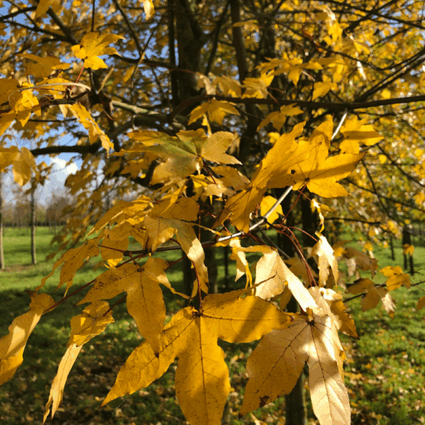 ACER x zoeschense 'Annae' – Image 3