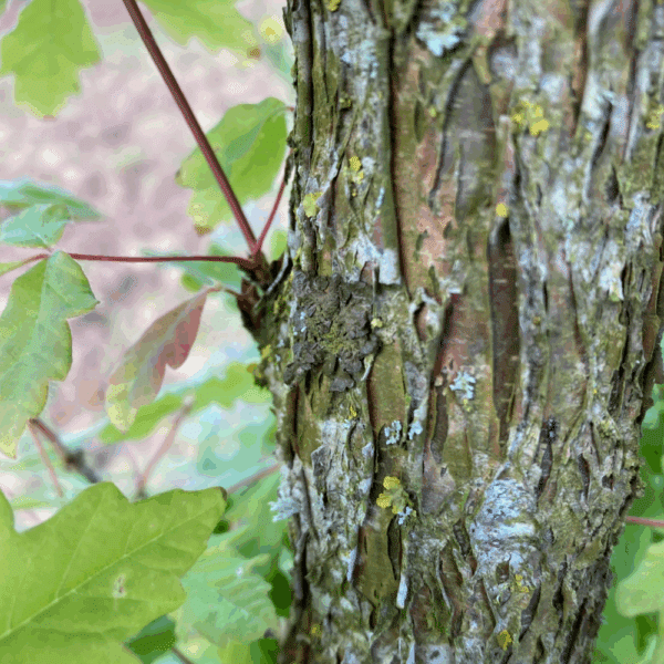 ACER triflorum – Image 2