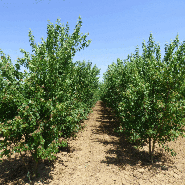 ACER triflorum – Image 6