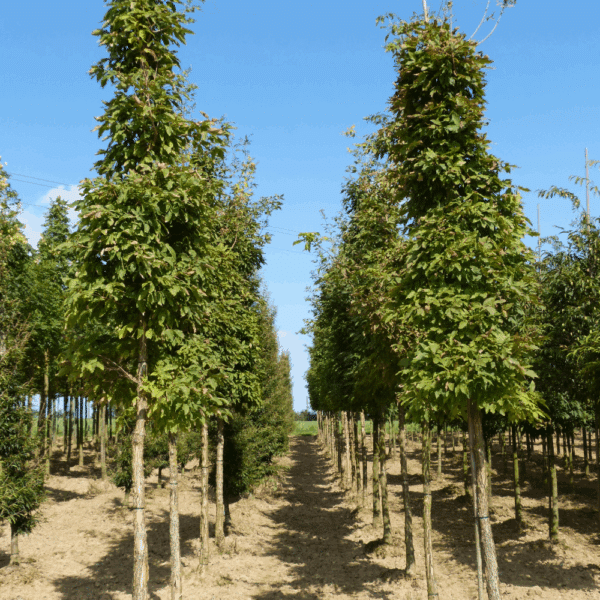 ACER triflorum – Image 3