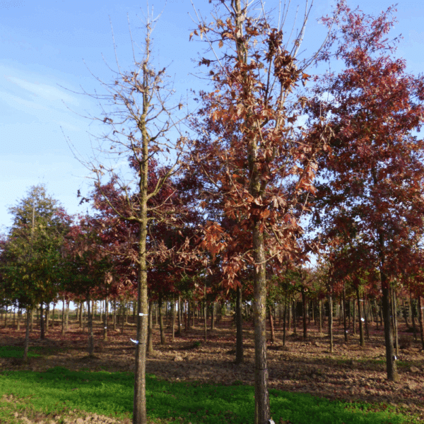 ACER triflorum – Image 4