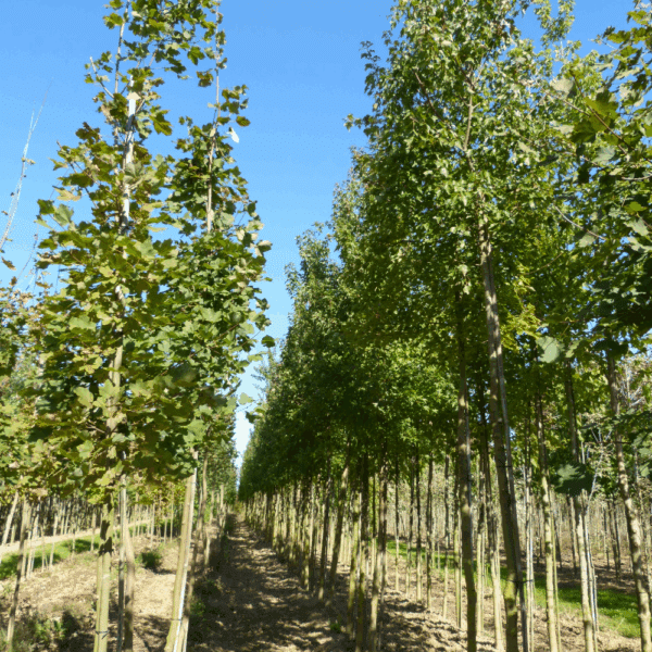 ACER triflorum – Image 5