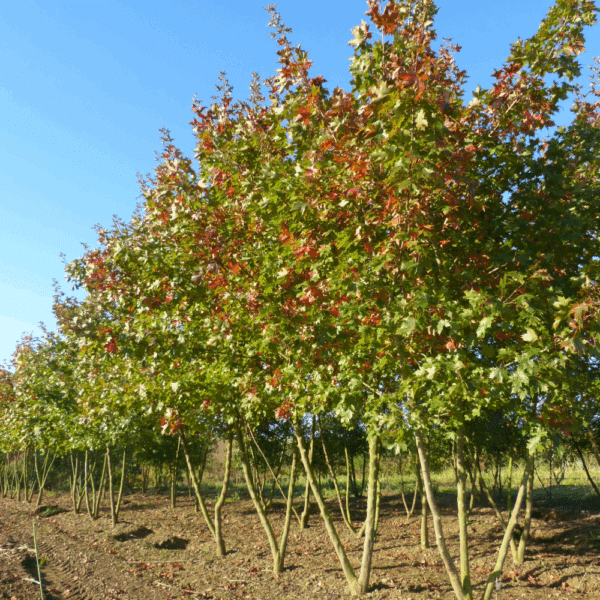 ACER NORWEGIAN SUNSET® Keithsform – Image 3