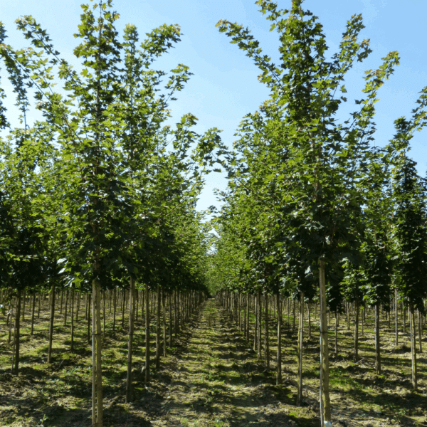 ACER PACIFIC SUNSET® Warrenred – Image 5
