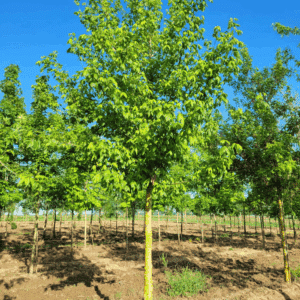 ACER negundo