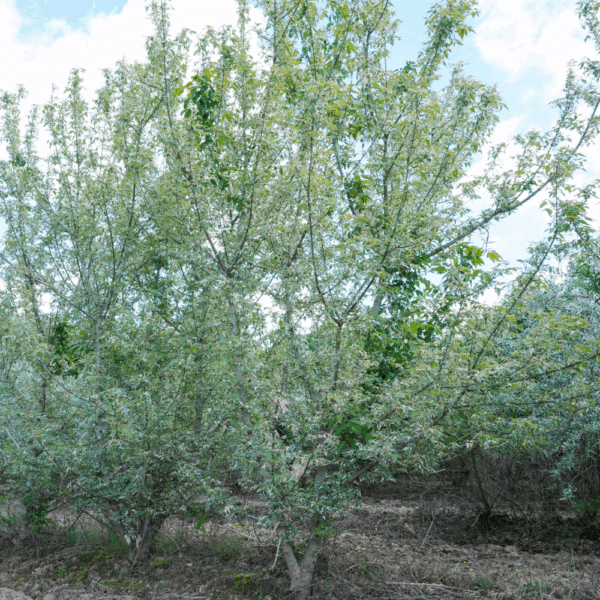 ACER negundo 'Flamingo' – Image 6