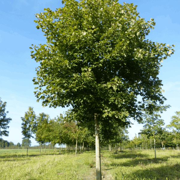ACER opalus – Image 2