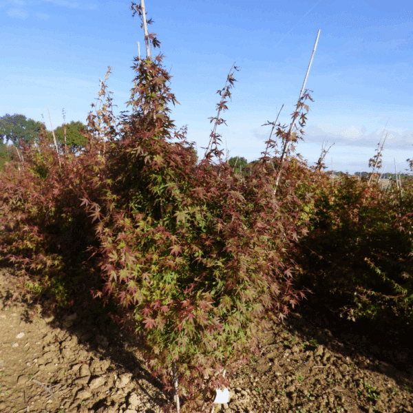 ACER palmatum – Image 6