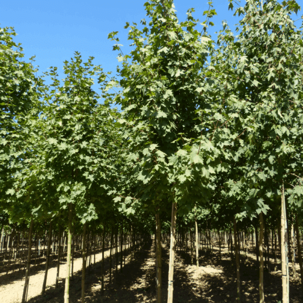 ACER platanoides 'Emerald Queen' – Image 4