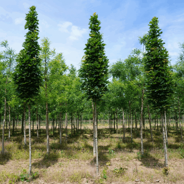 ACER platanoides Mauritz Upright® – Image 4