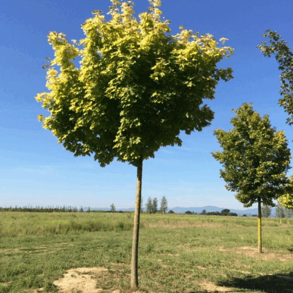 ACER platanoides PRINCETON GOLD® 'Prigo' – Image 2