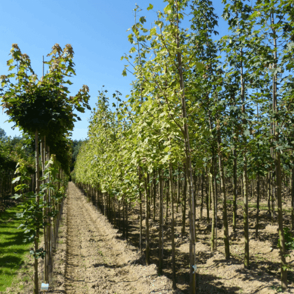 ACER pseudoplatanus 'Leopoldii' – Image 2