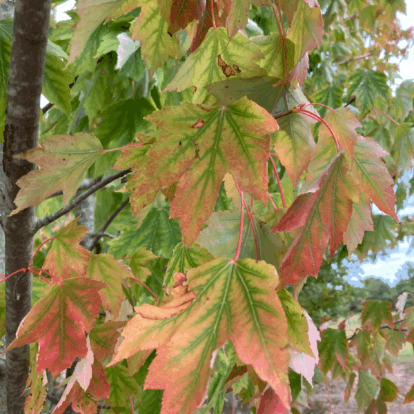 ACER rubrum – Image 3