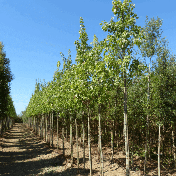 ACER rubrum 'October Glory' – Image 4