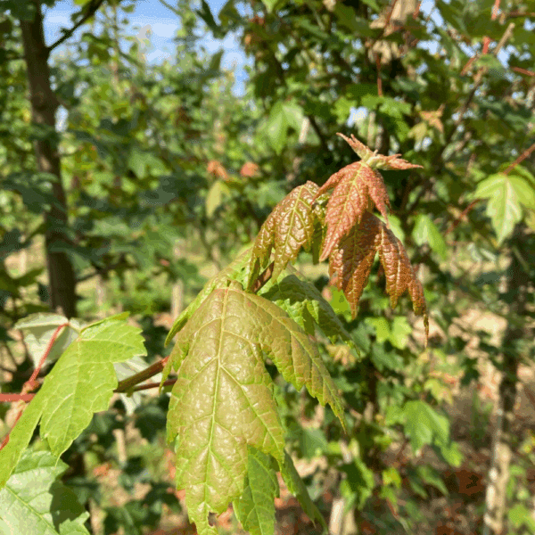 ACER rubrum REDPOINTE® 'Franck Jr' – Image 3