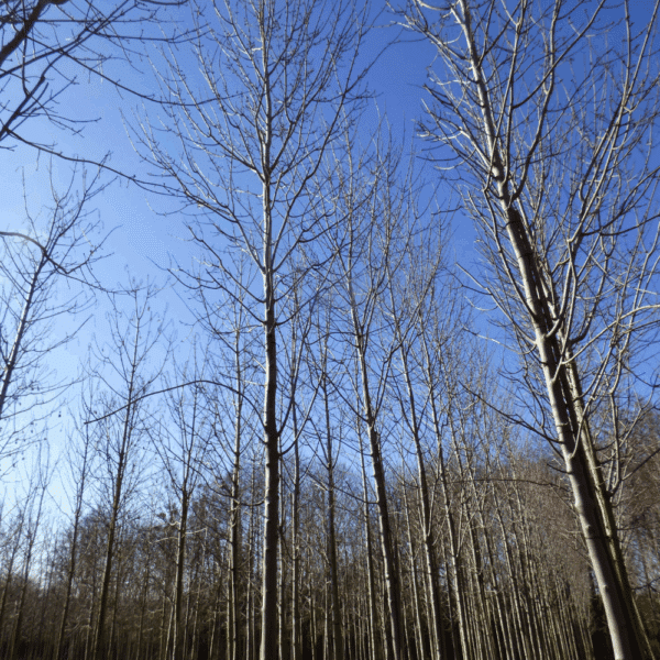 ACER rubrum FAIRVIEW FLAME® 'Austep' – Image 4