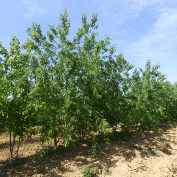 ACER saccharinum 'Laciniatum Wieri' – Image 3