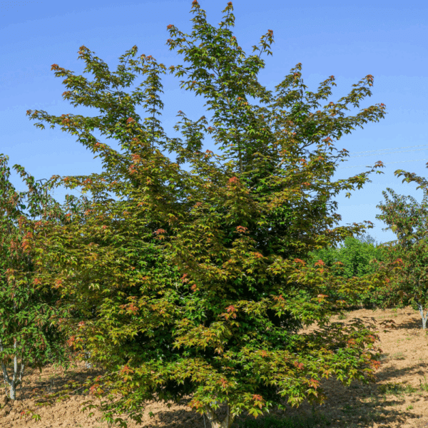 ACER x zoeschense 'Annae' – Image 4