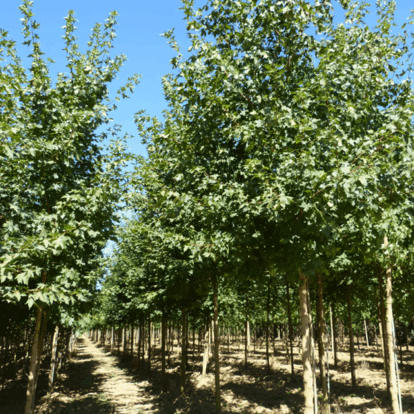 ACER NORWEGIAN SUNSET® Keithsform – Image 10