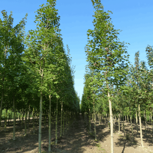 ACER PACIFIC SUNSET® Warrenred – Image 6