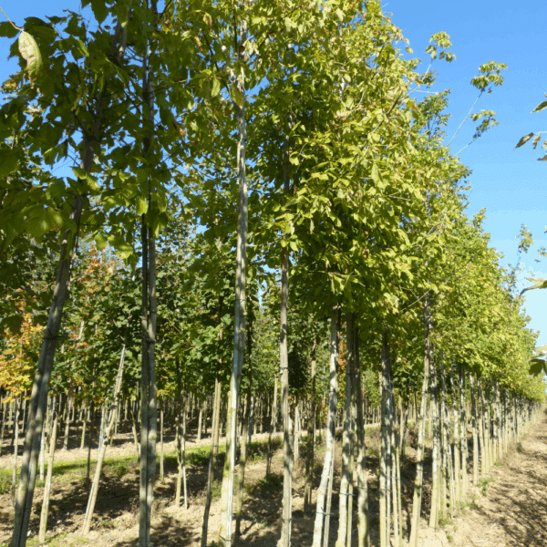 ACER negundo – Image 3