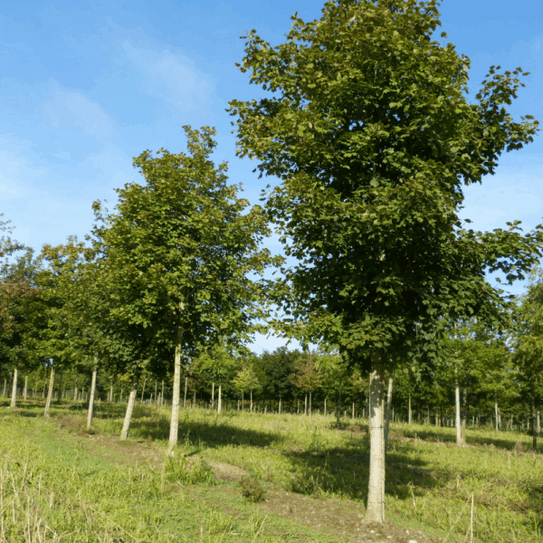 ACER opalus – Image 4