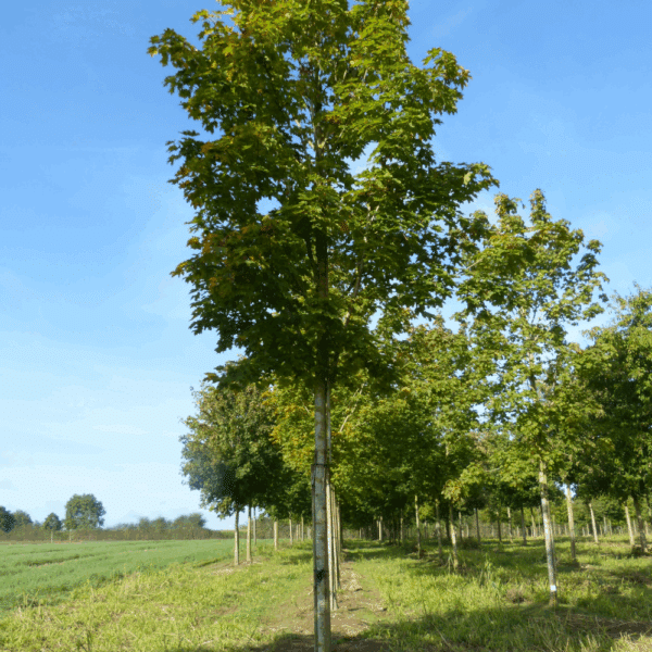 ACER platanoides 'Emerald Queen' – Image 8