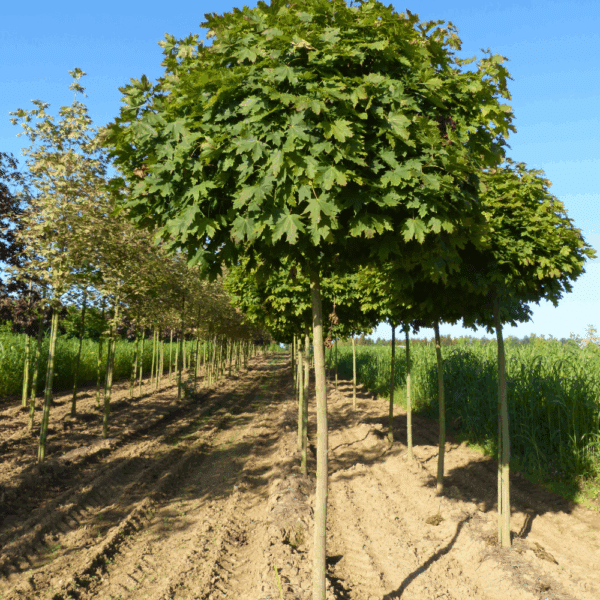 ACER platanoides 'Globosum' – Image 4