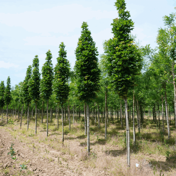 ACER platanoides Mauritz Upright® – Image 3