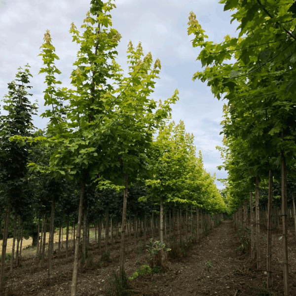ACER platanoides PRINCETON GOLD® 'Prigo' – Image 4