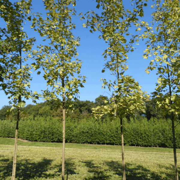ACER pseudoplatanus 'Leopoldii' – Image 3
