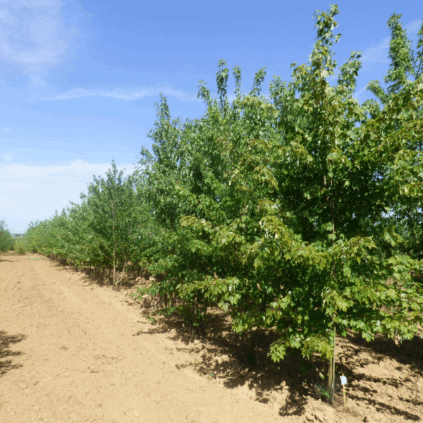 ACER rubrum – Image 2