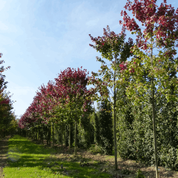 ACER rubrum 'October Glory' – Image 5