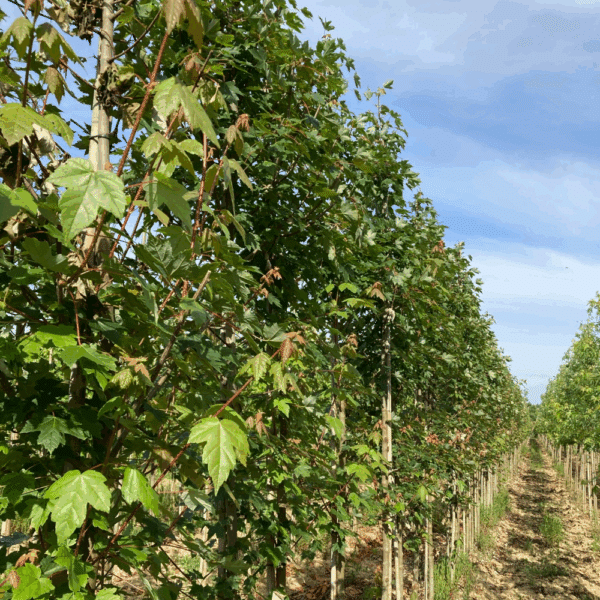 ACER rubrum REDPOINTE® 'Franck Jr' – Image 4