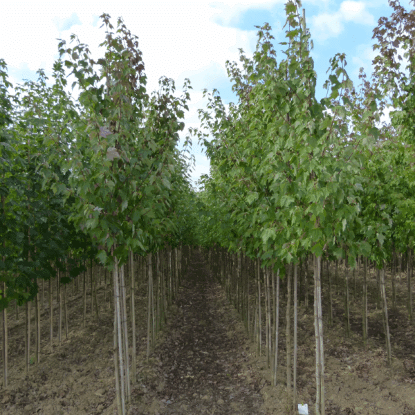ACER rubrum FAIRVIEW FLAME® 'Austep' – Image 3