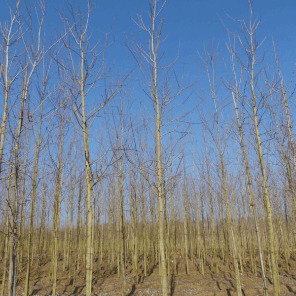 ACER saccharinum 'Laciniatum Wieri' – Image 4