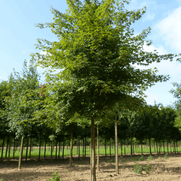 ACER x zoeschense 'Annae' – Image 2
