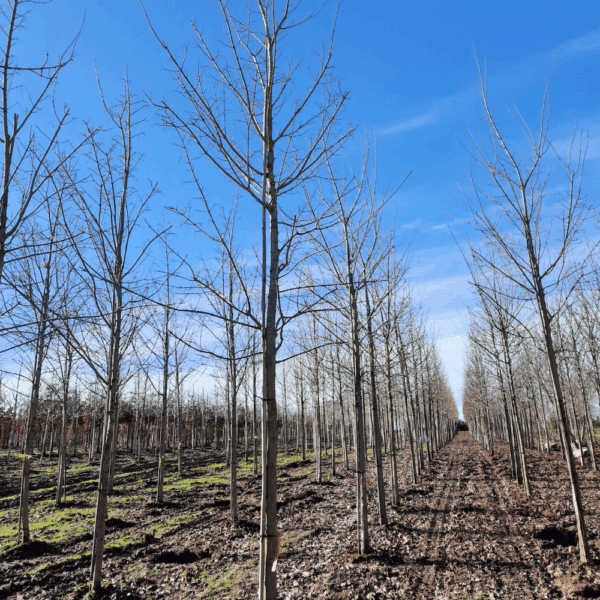 ACER NORWEGIAN SUNSET® Keithsform – Image 12